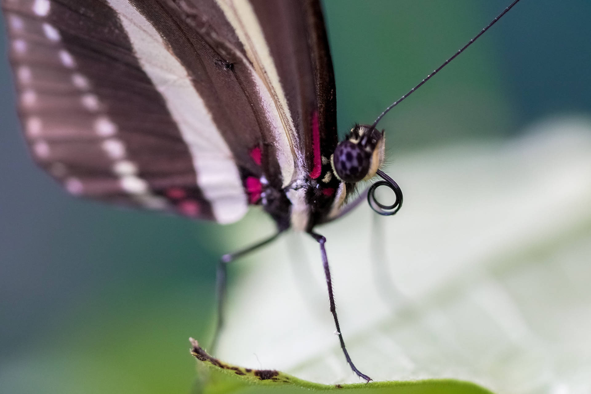 Beautiful Butterfly Tiny Legs