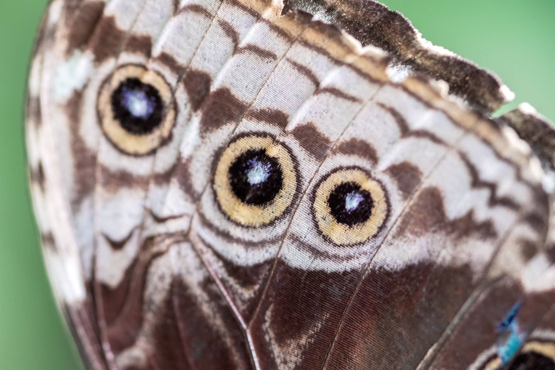 Beautiful Butterfly Wings Background