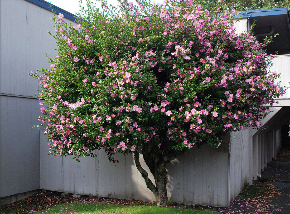 Beautiful Camellia Sasanqua In Full Bloom Background