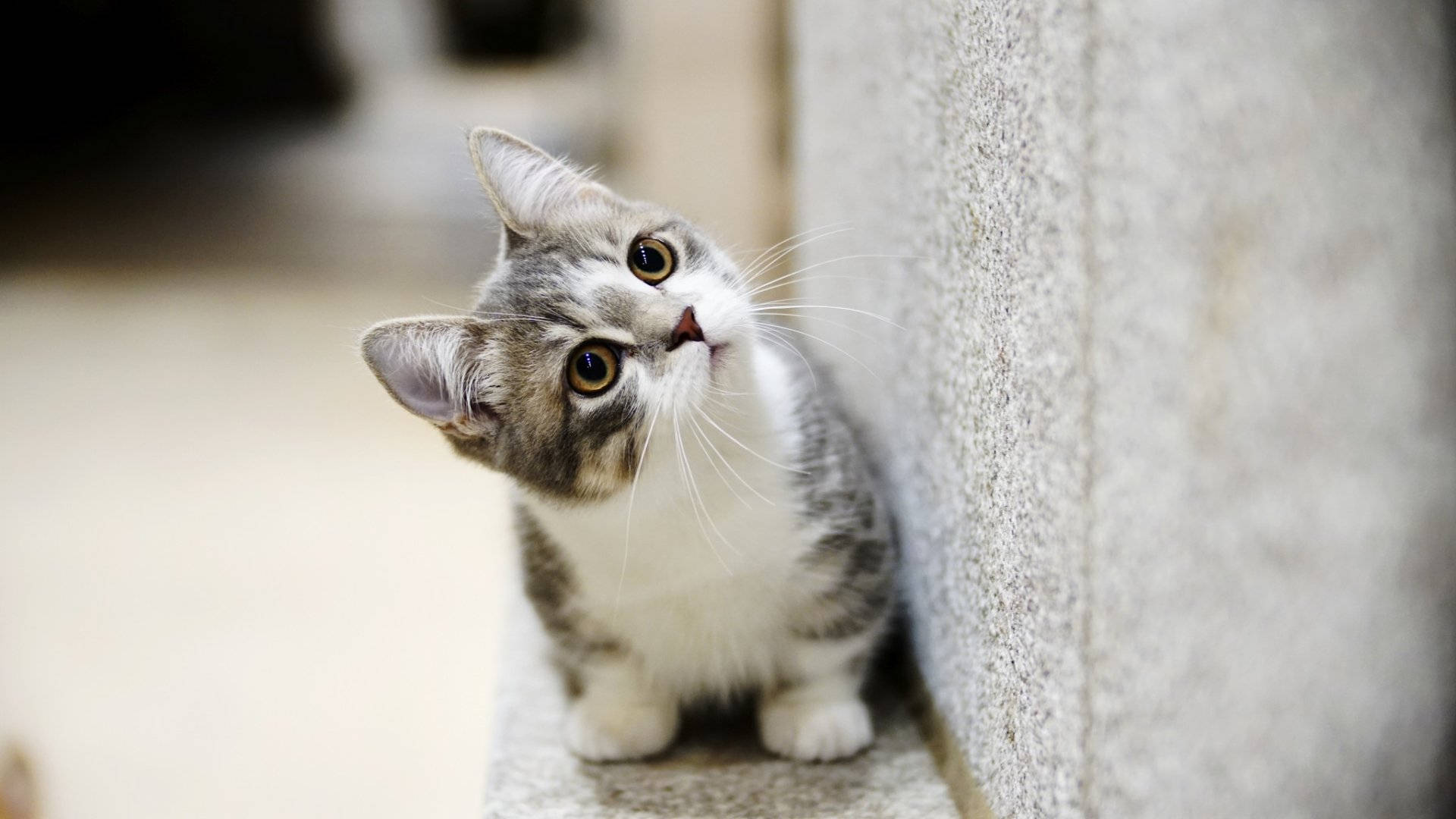 Beautiful Cat Beside Concrete Wall