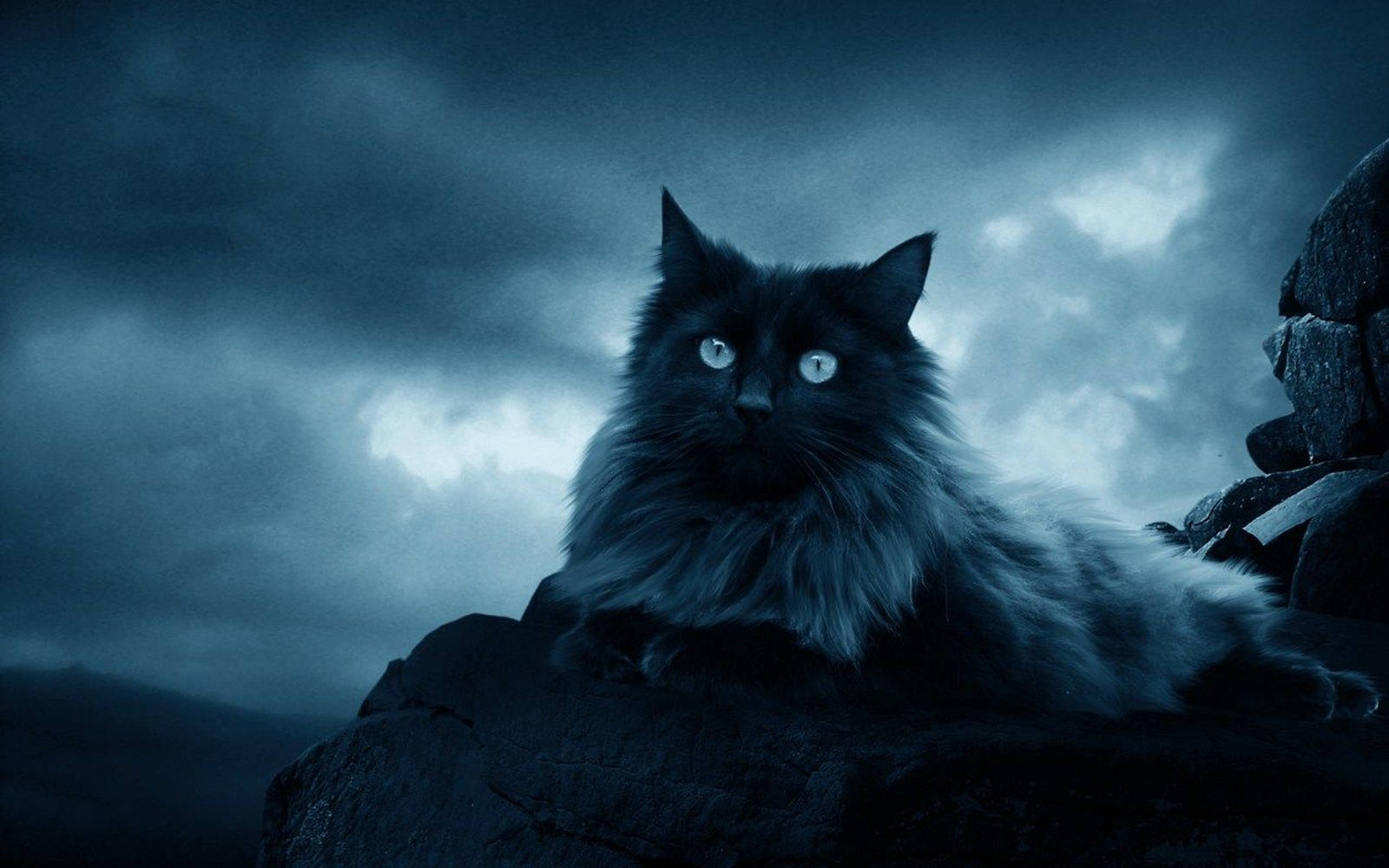 Beautiful Cat In Black Sea Rock