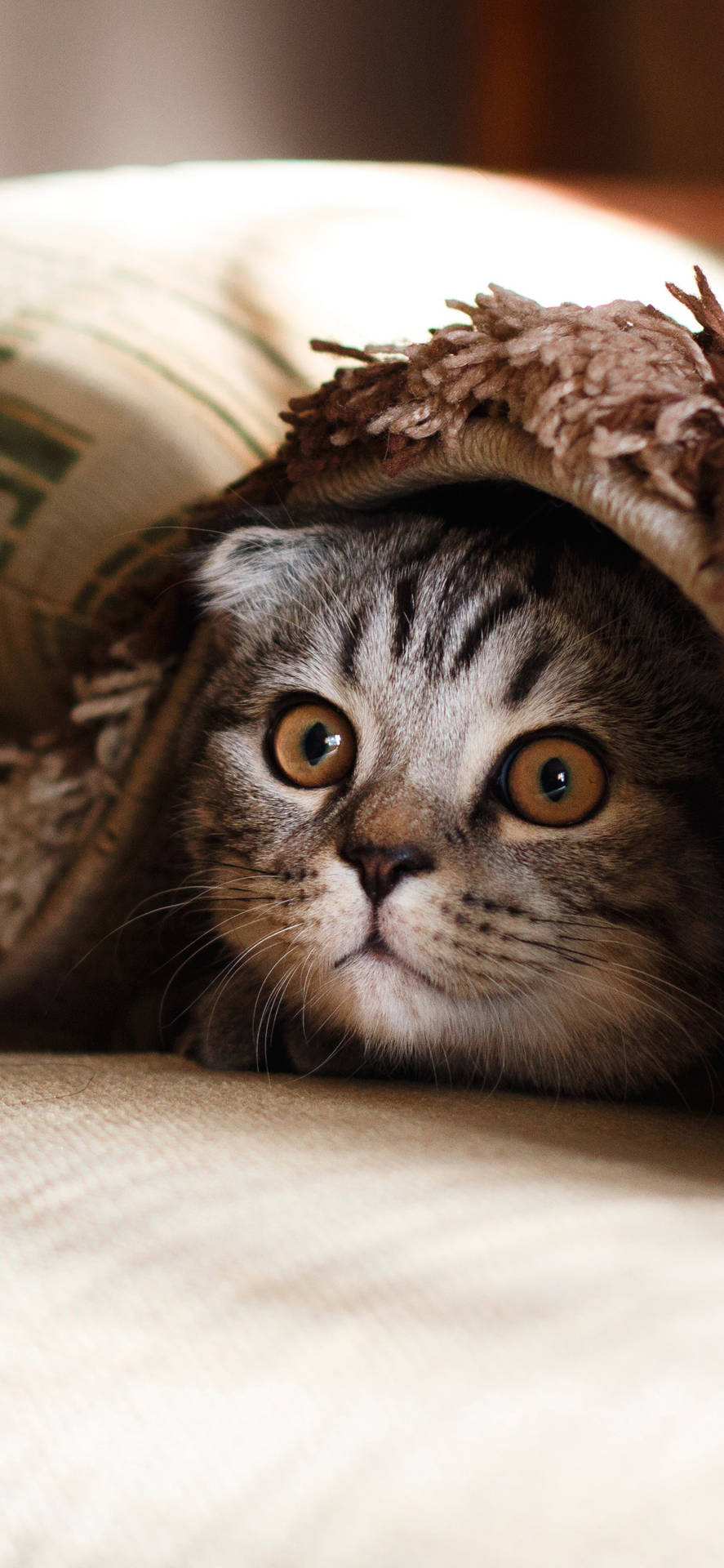 Beautiful Cat In Brown Carpet