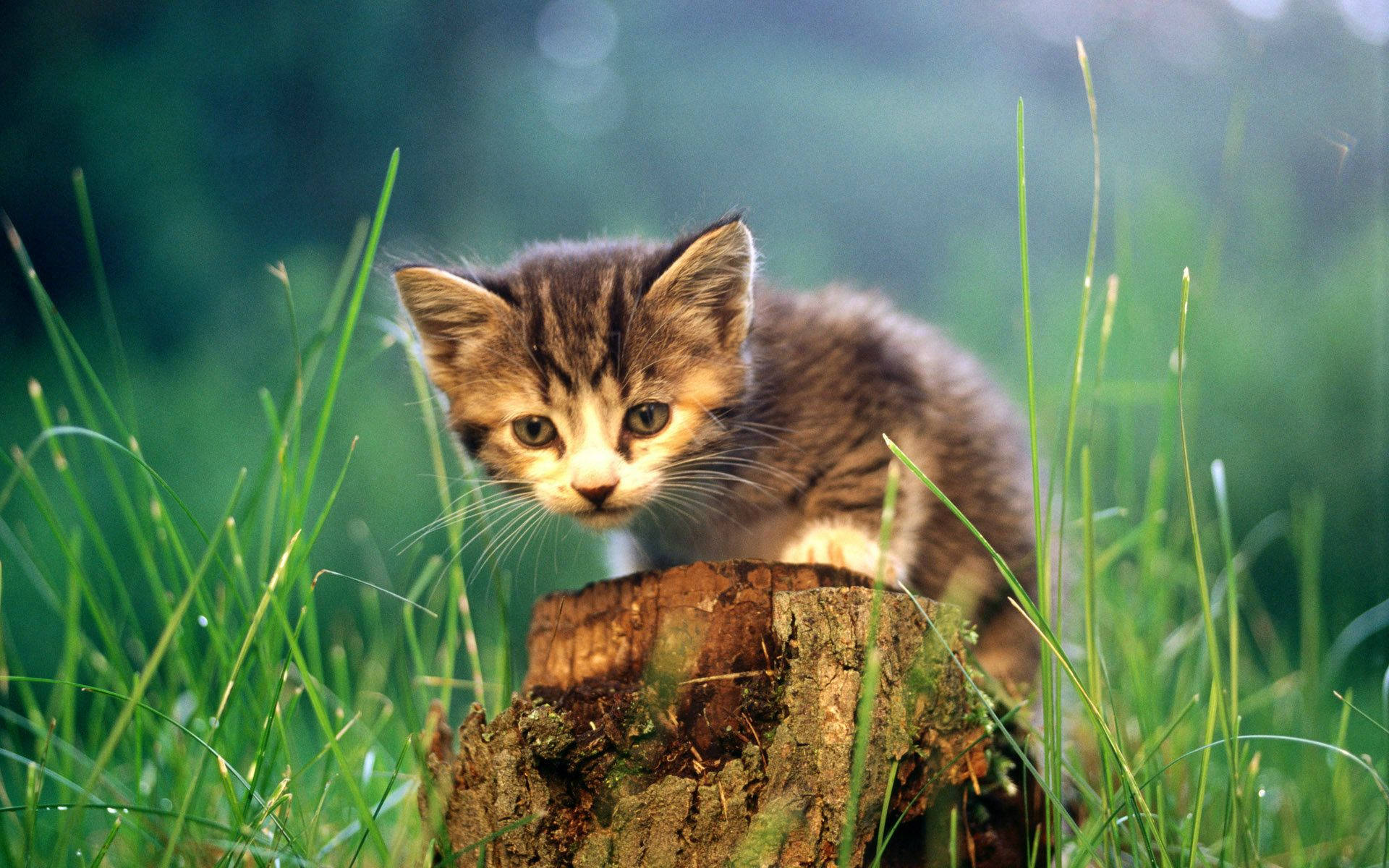 Beautiful Cat In Chopped Tree Background