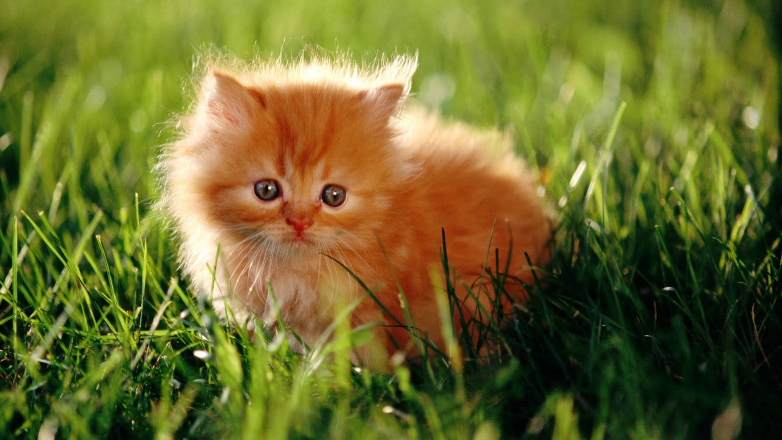 Beautiful Cat In Grass Field