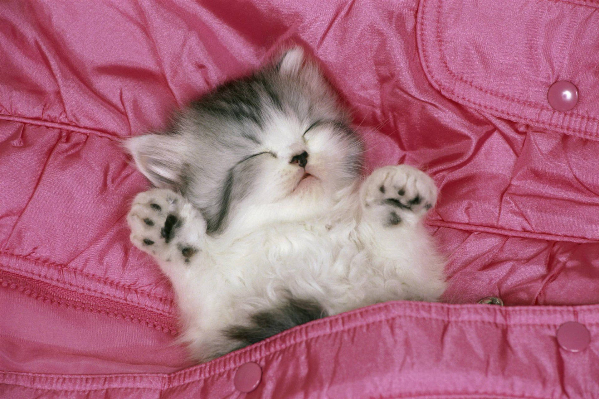 Beautiful Cat In Pink Bed