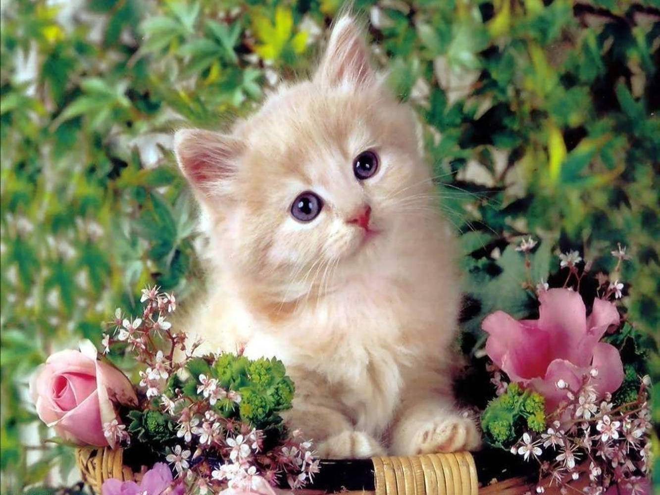 Beautiful Cat In Pink Flower Basket Background