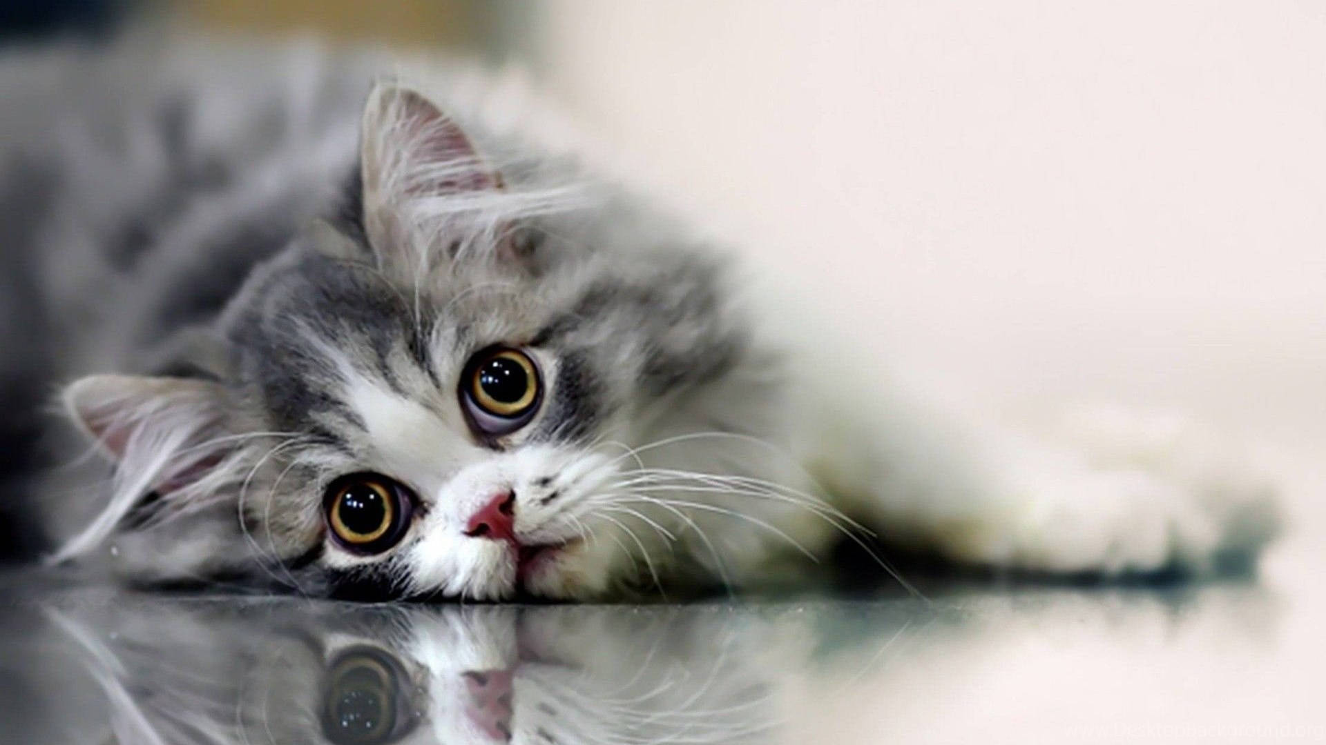 Beautiful Cat In Shiny Floor Background