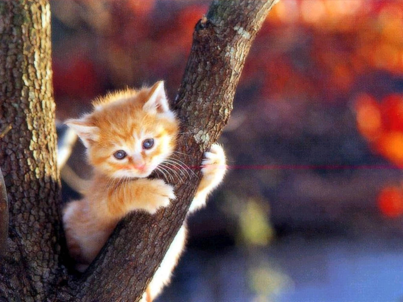 Beautiful Cat In Tree Branch Background