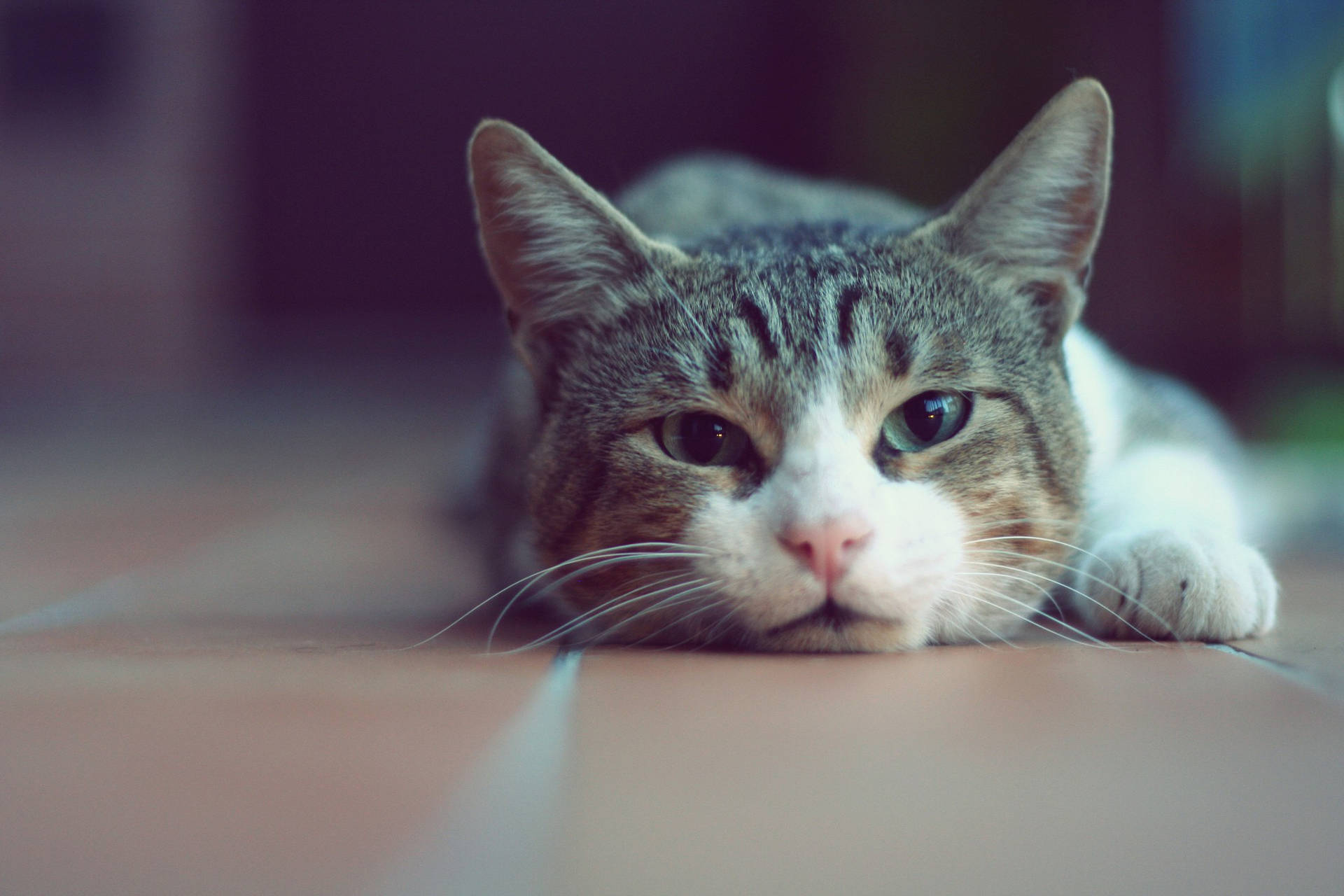 Beautiful Cat On Tiled Floor Background