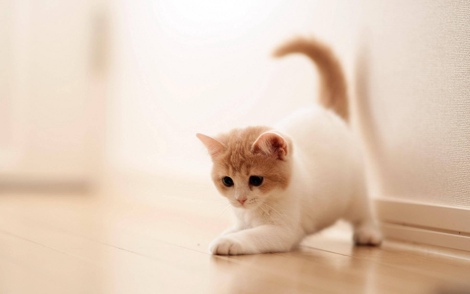 Beautiful Cat Playing In Floor