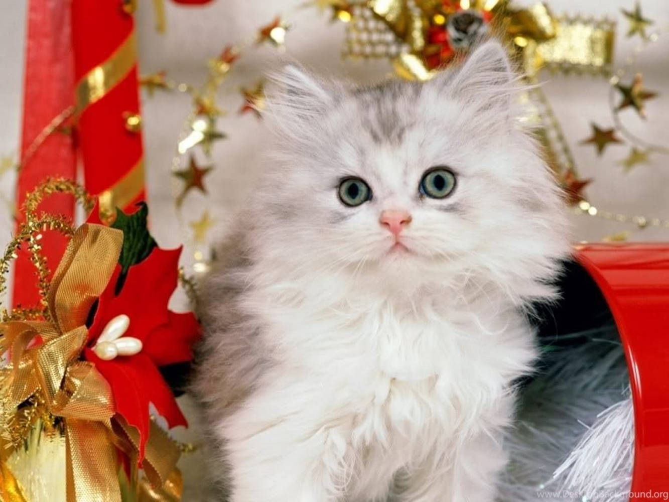 Beautiful Cat With Christmas Decorations Background
