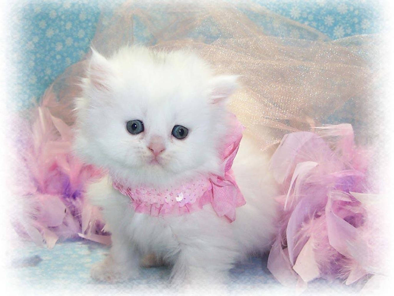 Beautiful Cat With Pink Neck Ribbon Background