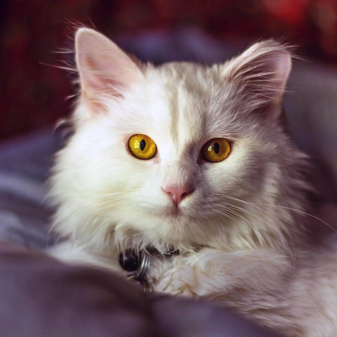 Beautiful Cat With Yellow Eyes