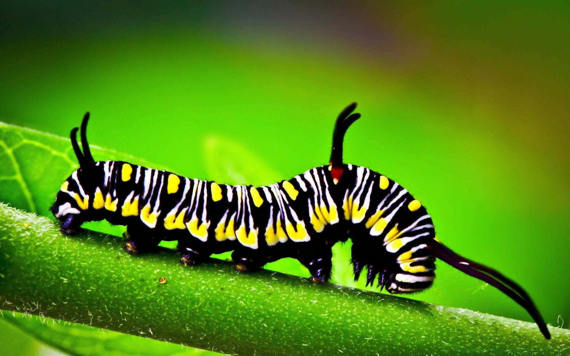 Beautiful Caterpillar With Black Antenna Background