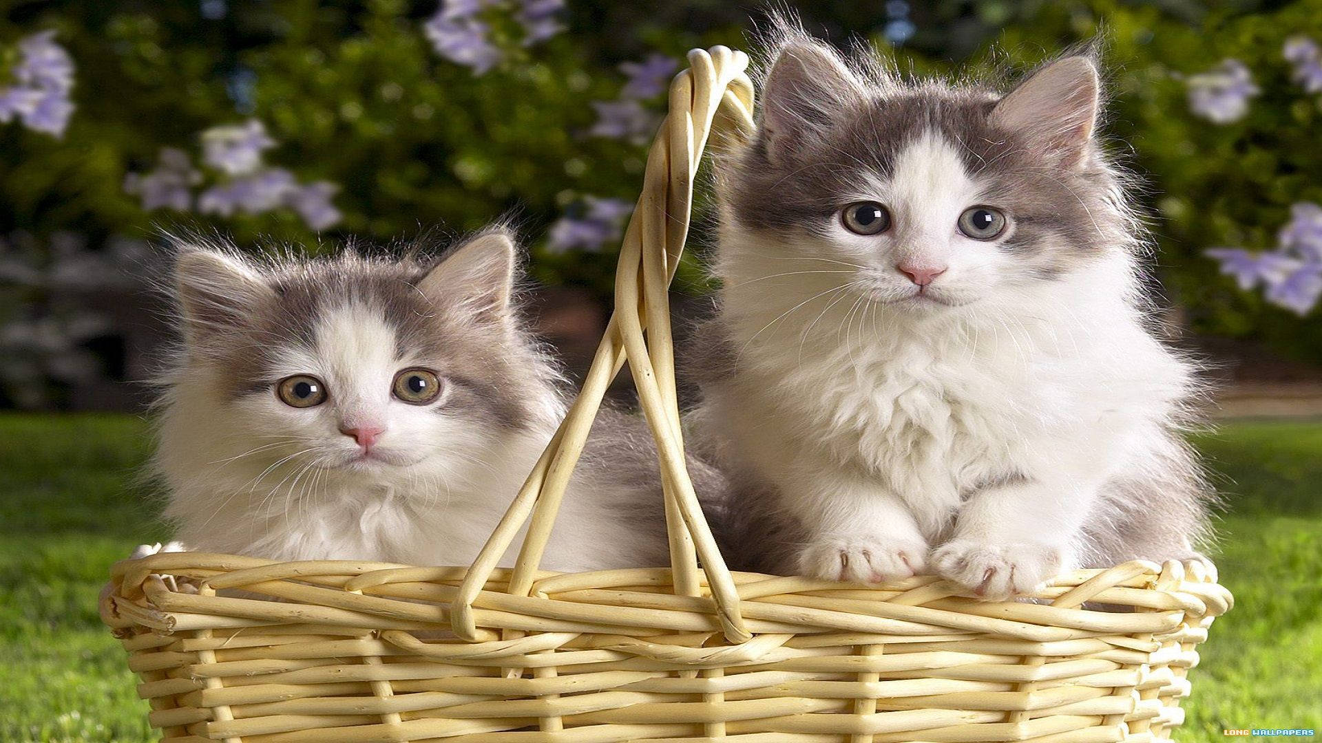 Beautiful Cats In Fruit Basket Background