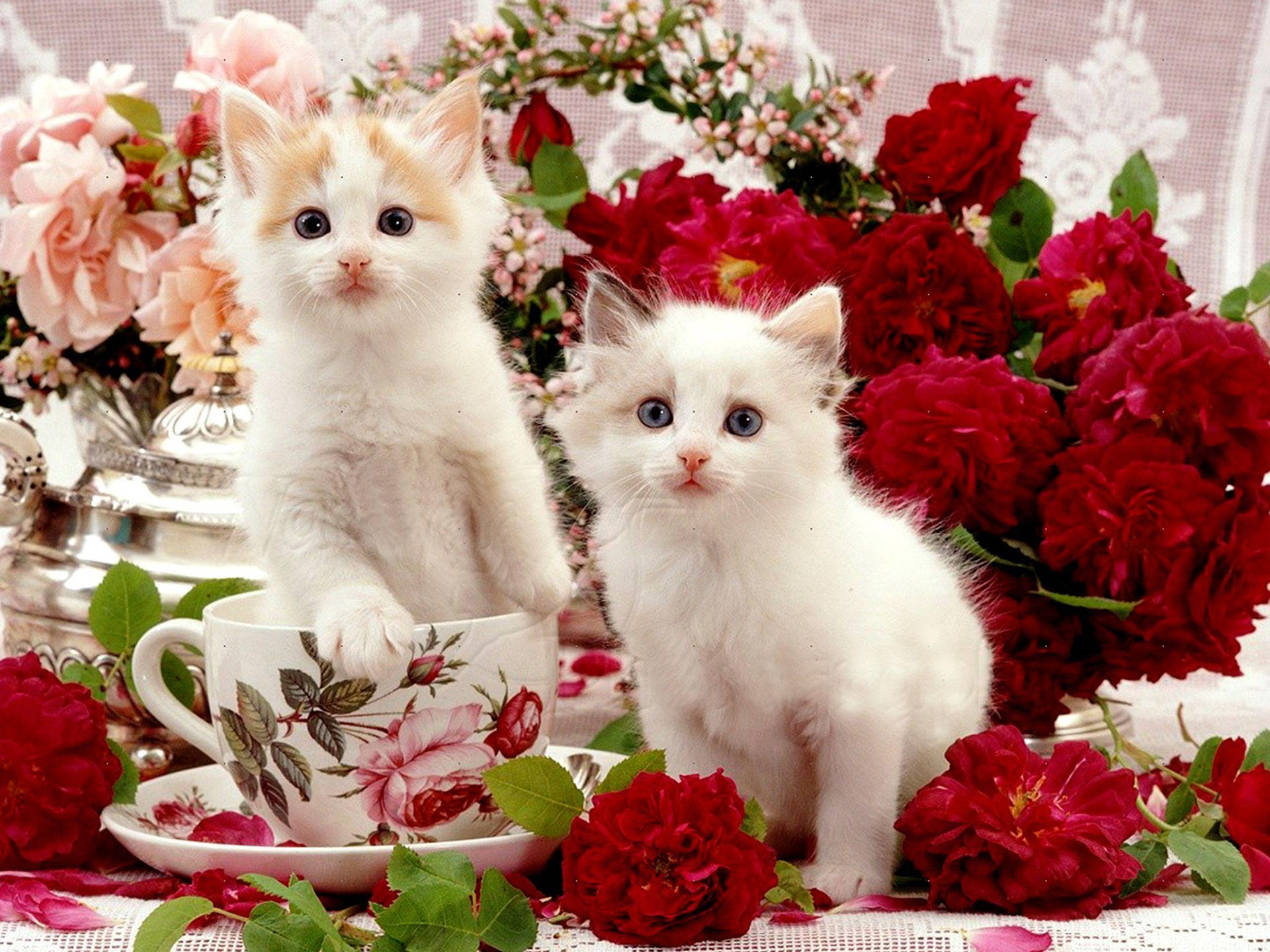 Beautiful Cats In Table With Flowers Background