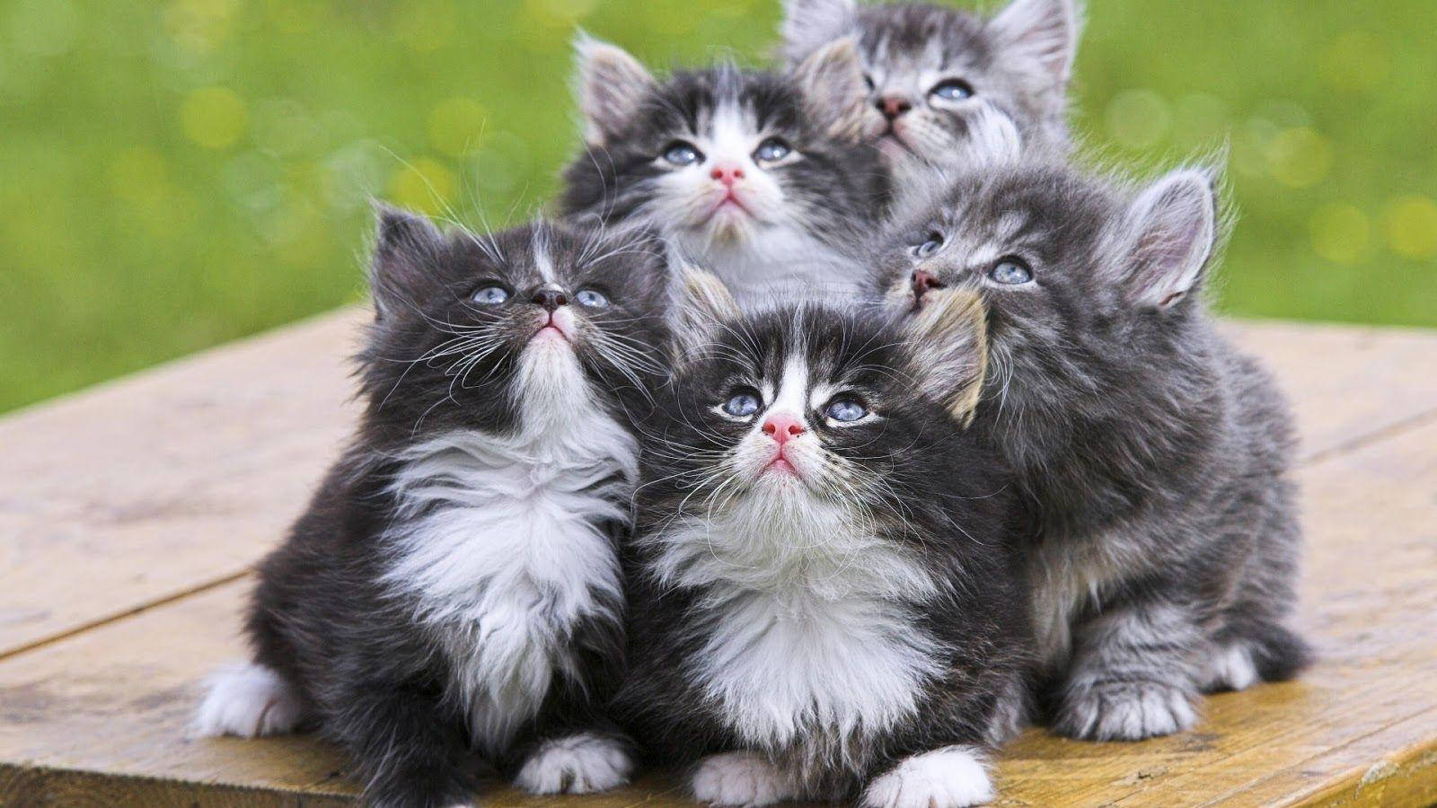 Beautiful Cats Looking Upwards Background
