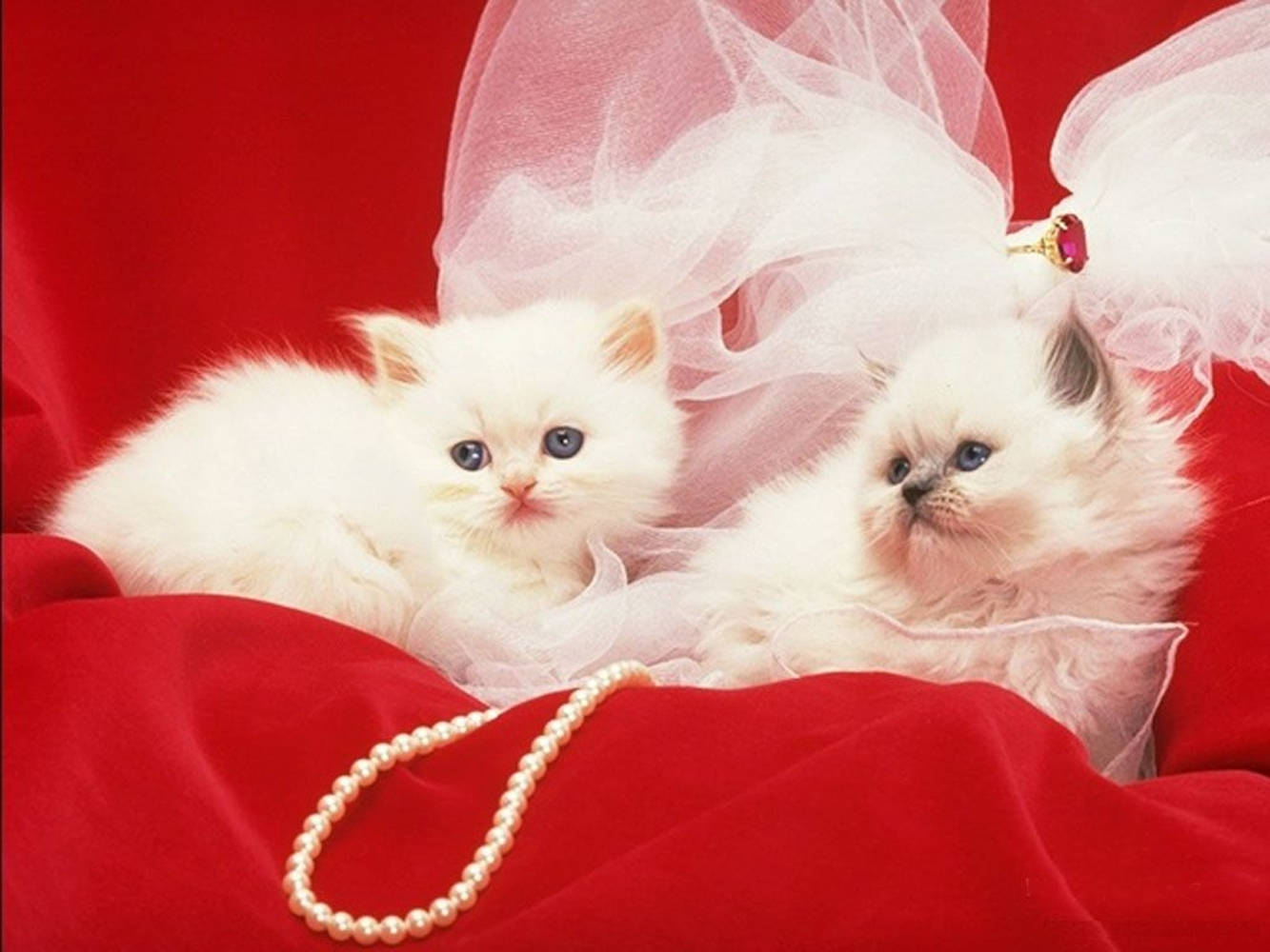 Beautiful Cats With White Pearl Necklace