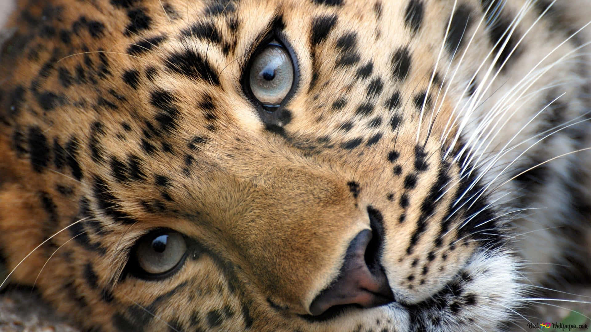 Beautiful Cheetah Roaming Through The Grasslands Background