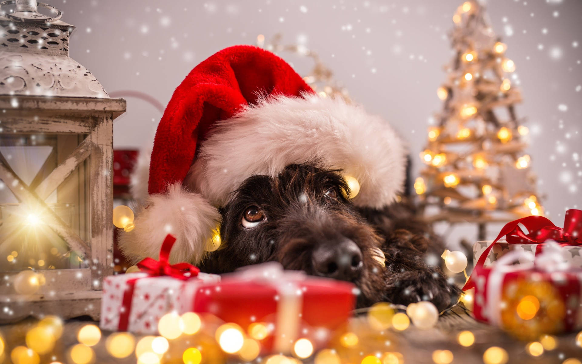 Beautiful Christmas Puppy Portrait Background
