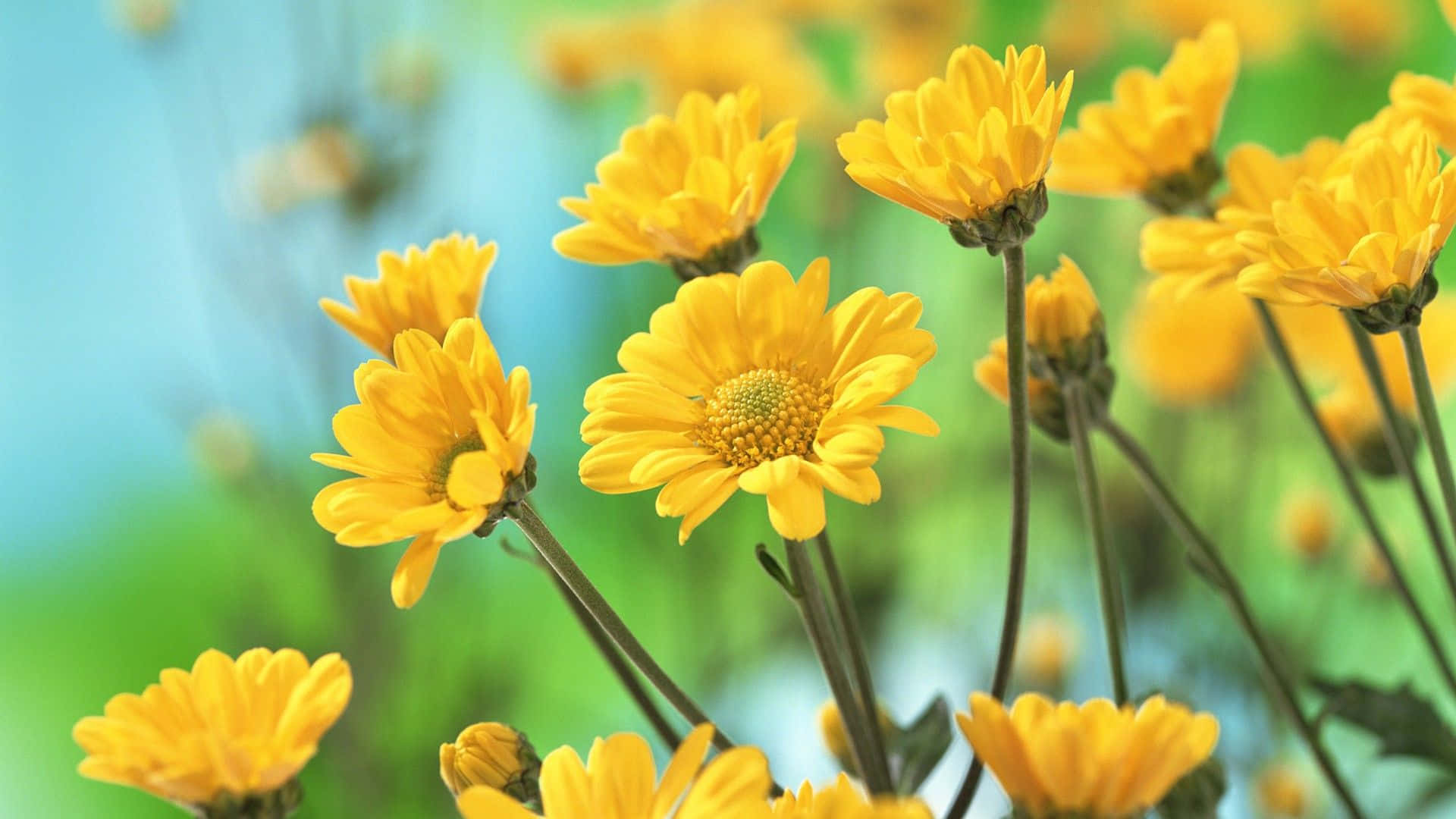 Beautiful Chrysanthemums In Yellow Aesthetic Flower Desktop Background