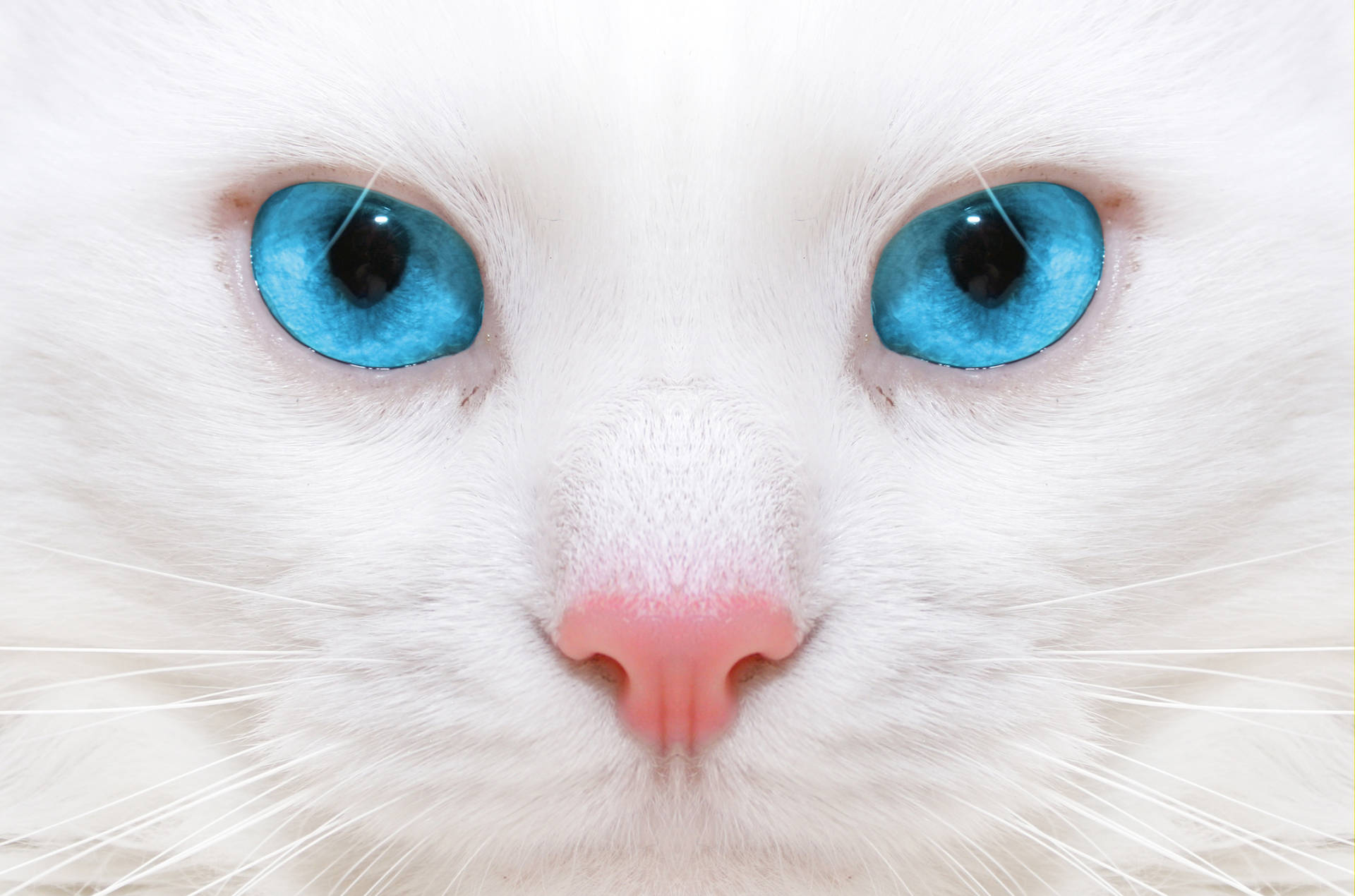 Beautiful Close-up Of Cat Background