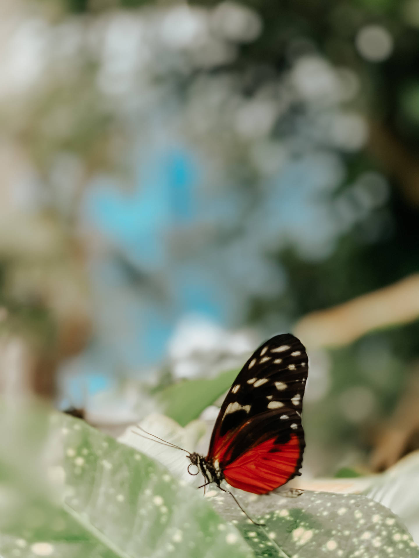 Beautiful Colored Aesthetic Butterfly Background