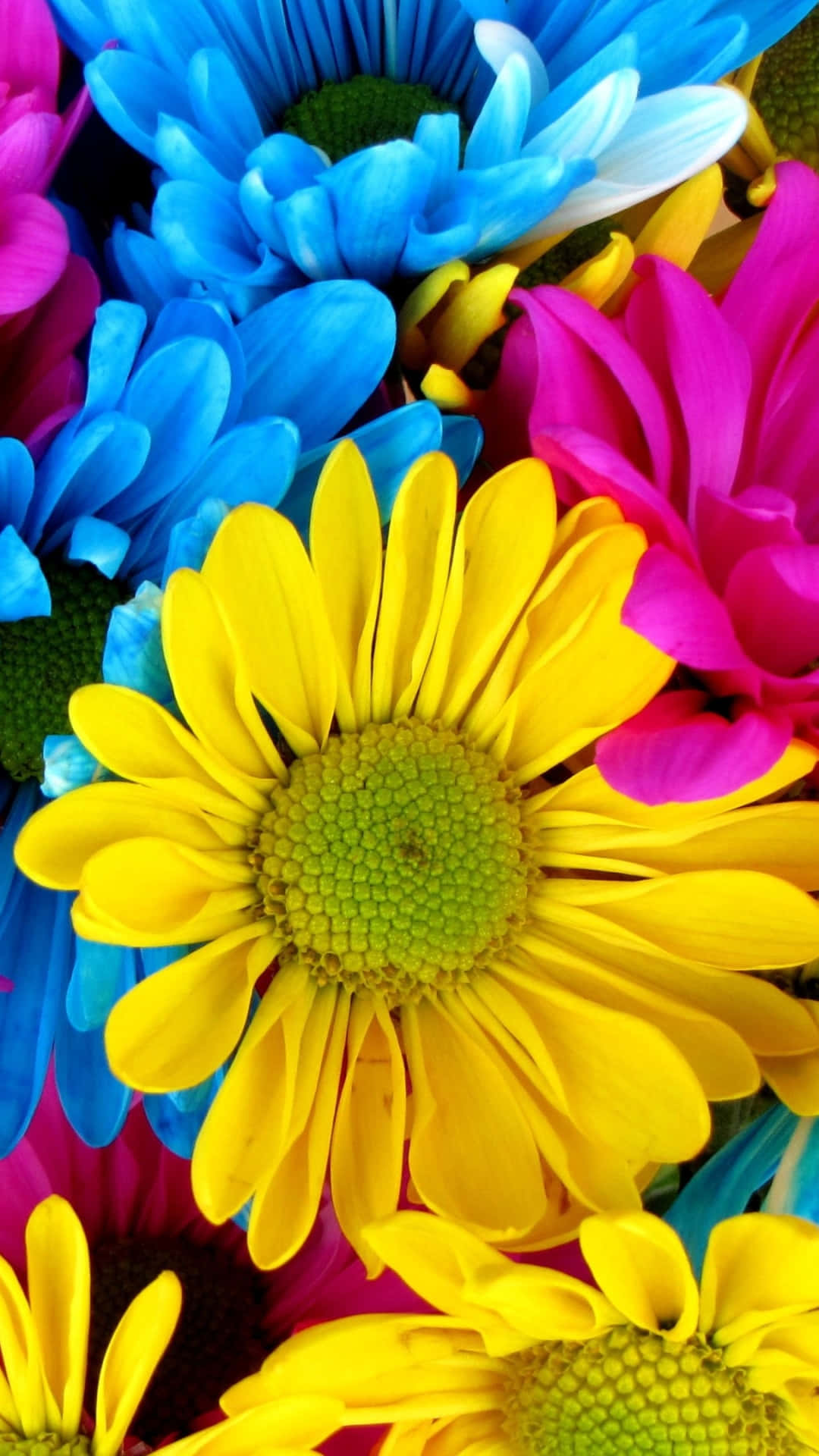 Beautiful Colorful Daisies Background