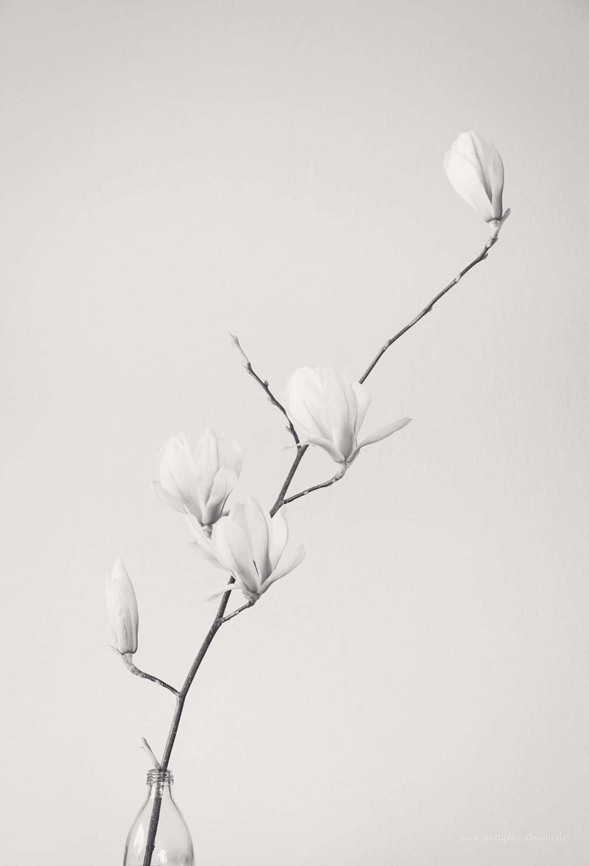 Beautiful Contrast Of Black And White Background