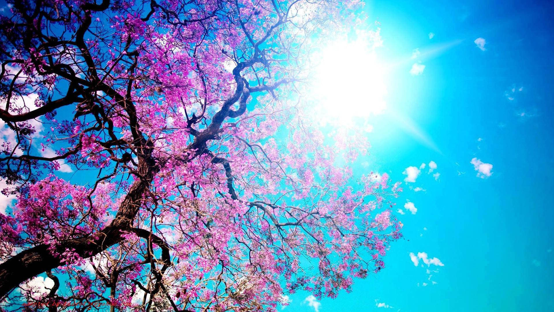 Beautiful Cool Cherry Blossoms