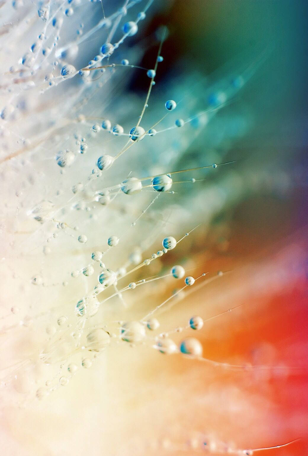 Beautiful Cool Dew Drops Background