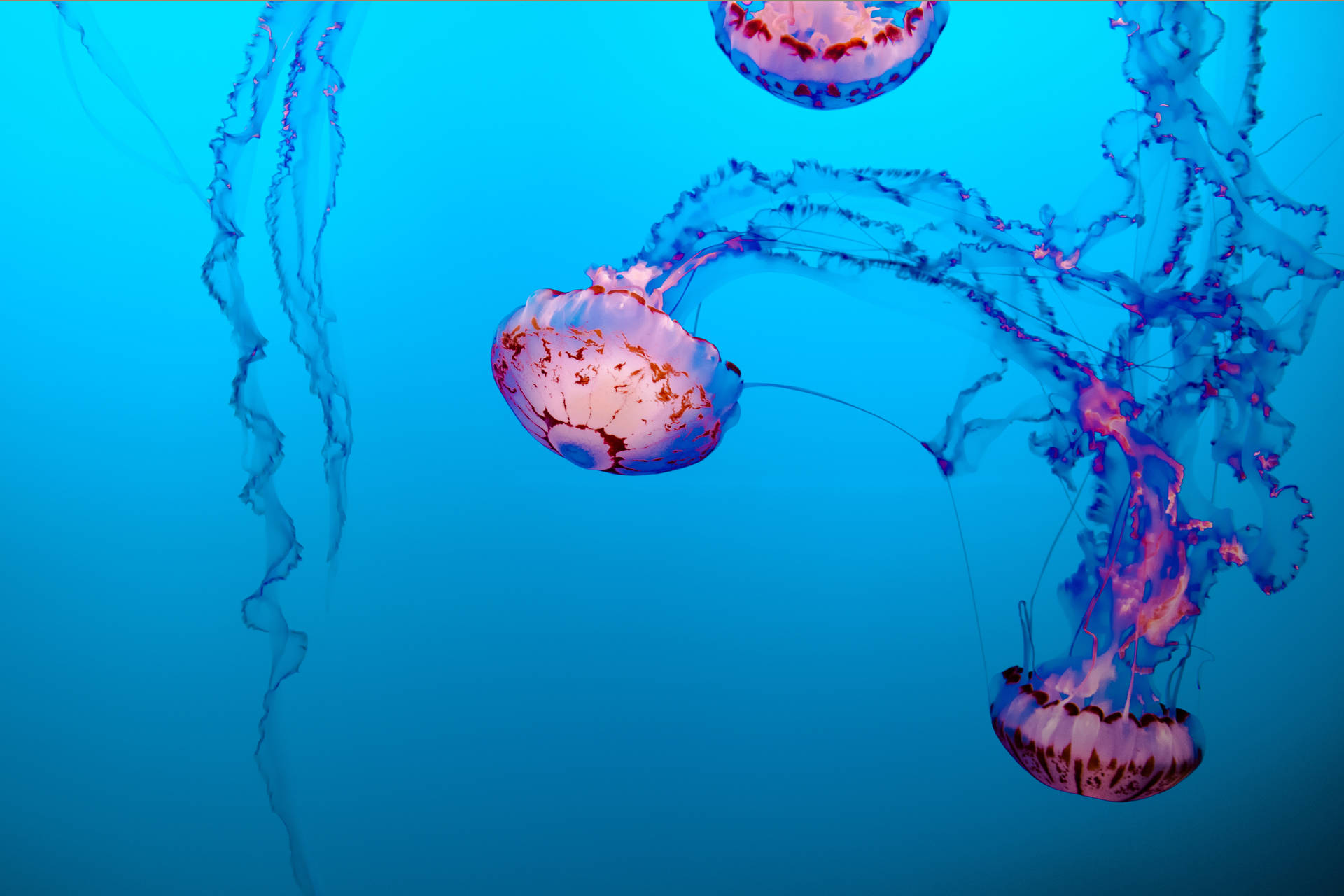 Beautiful Cool Jellyfish Background