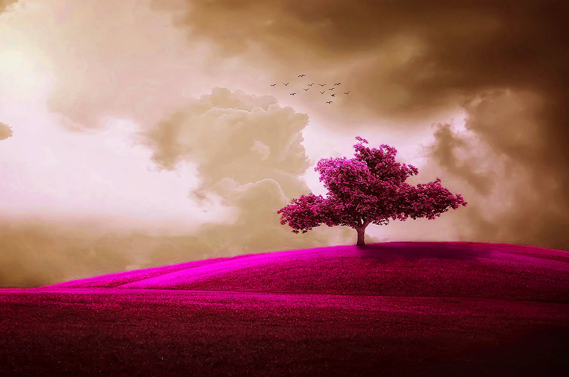 Beautiful Cool Pink Tree Background