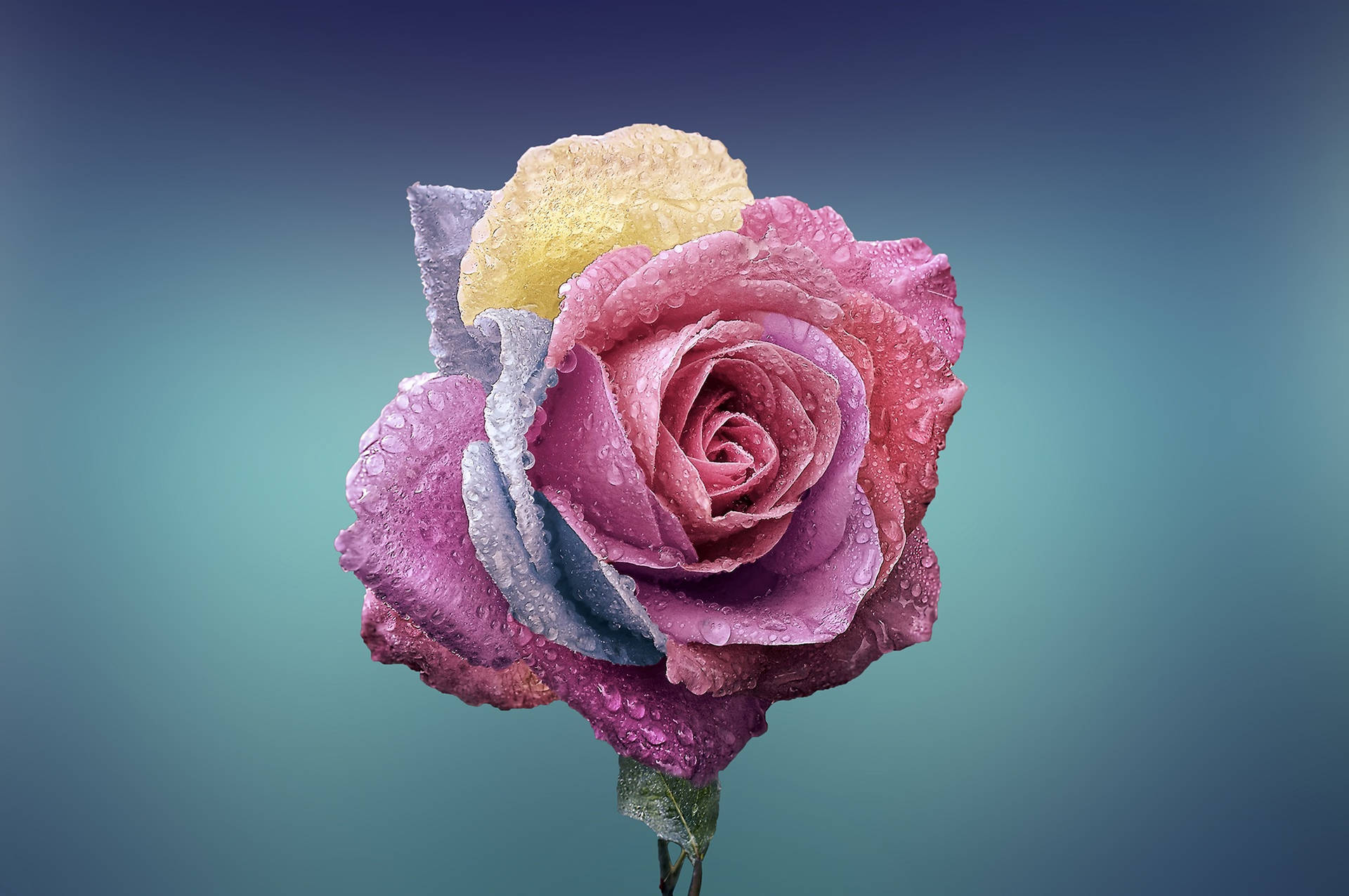 Beautiful Cool Rose Background