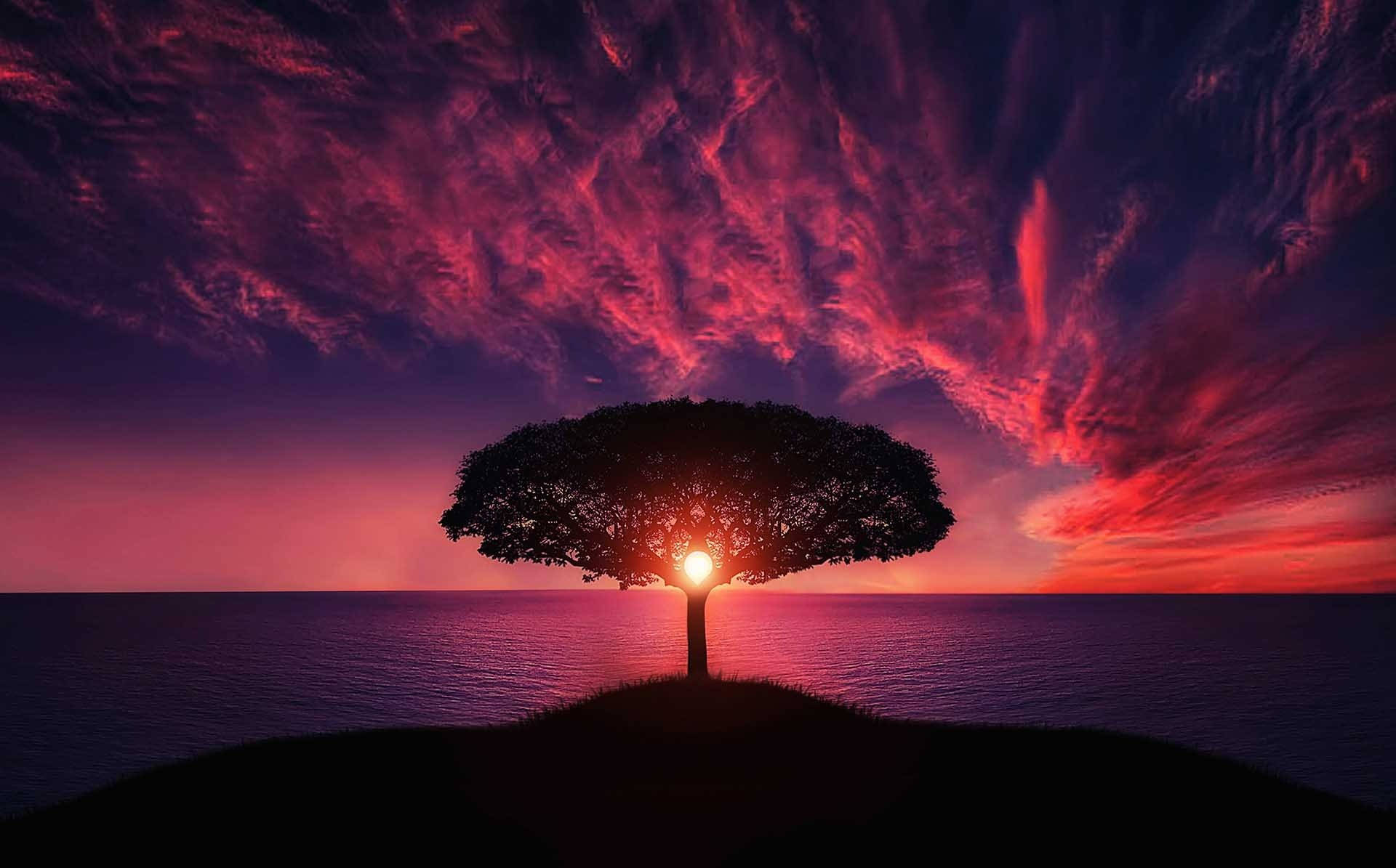 Beautiful Cool Tree And Red Dusk Background