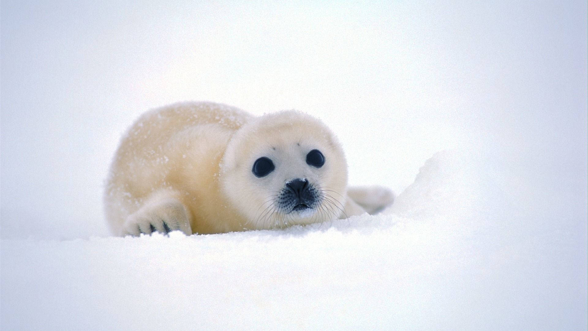 Beautiful Cute Baby Seal Background