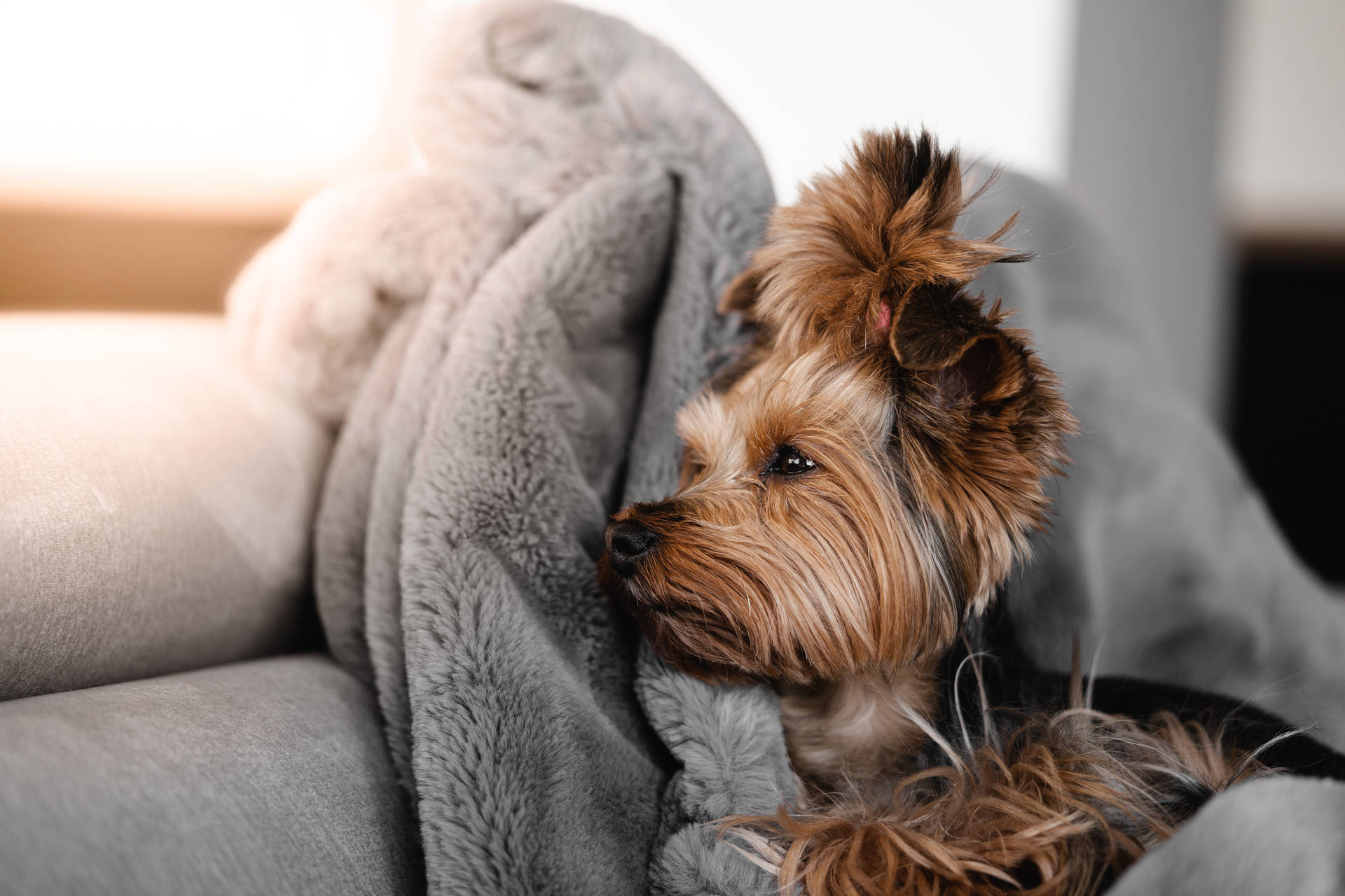 Beautiful Cute Brown Puppy Background