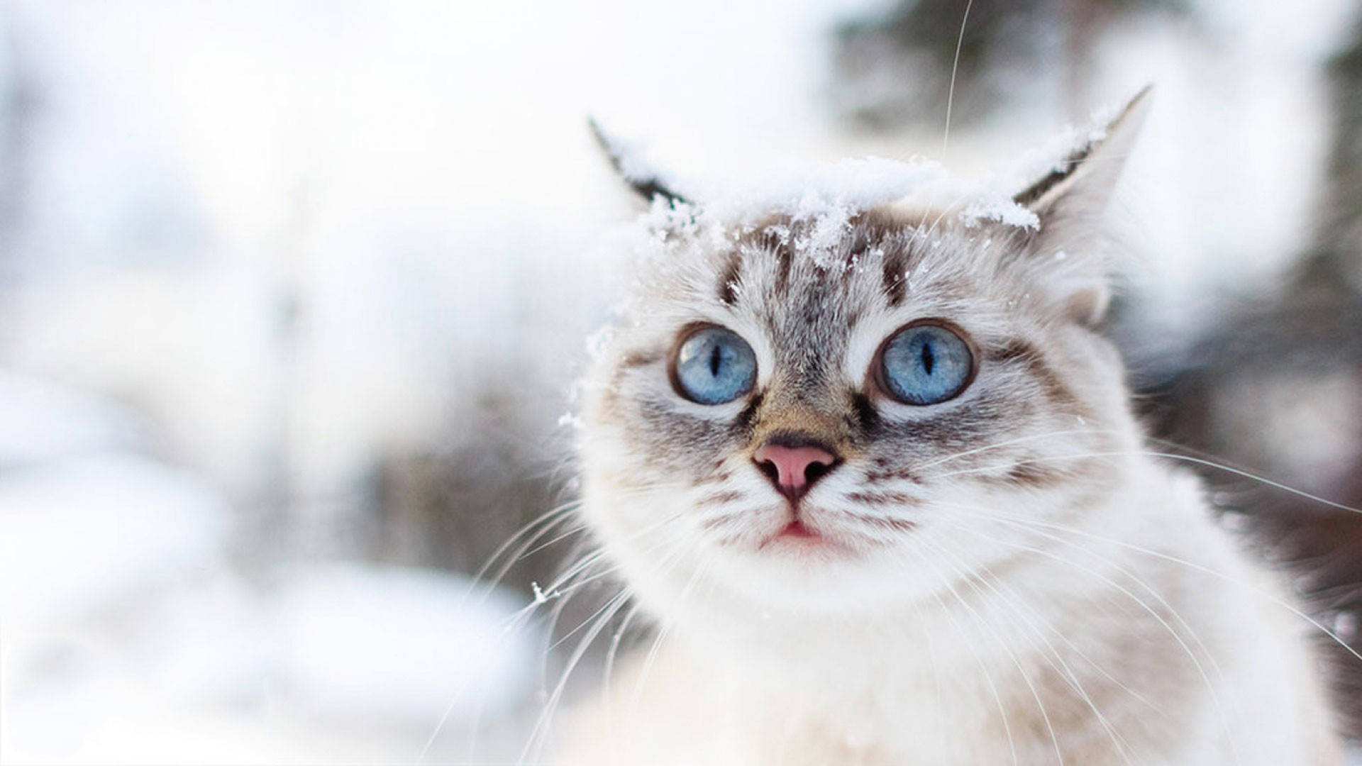 Beautiful Cute Cat In Snow Background