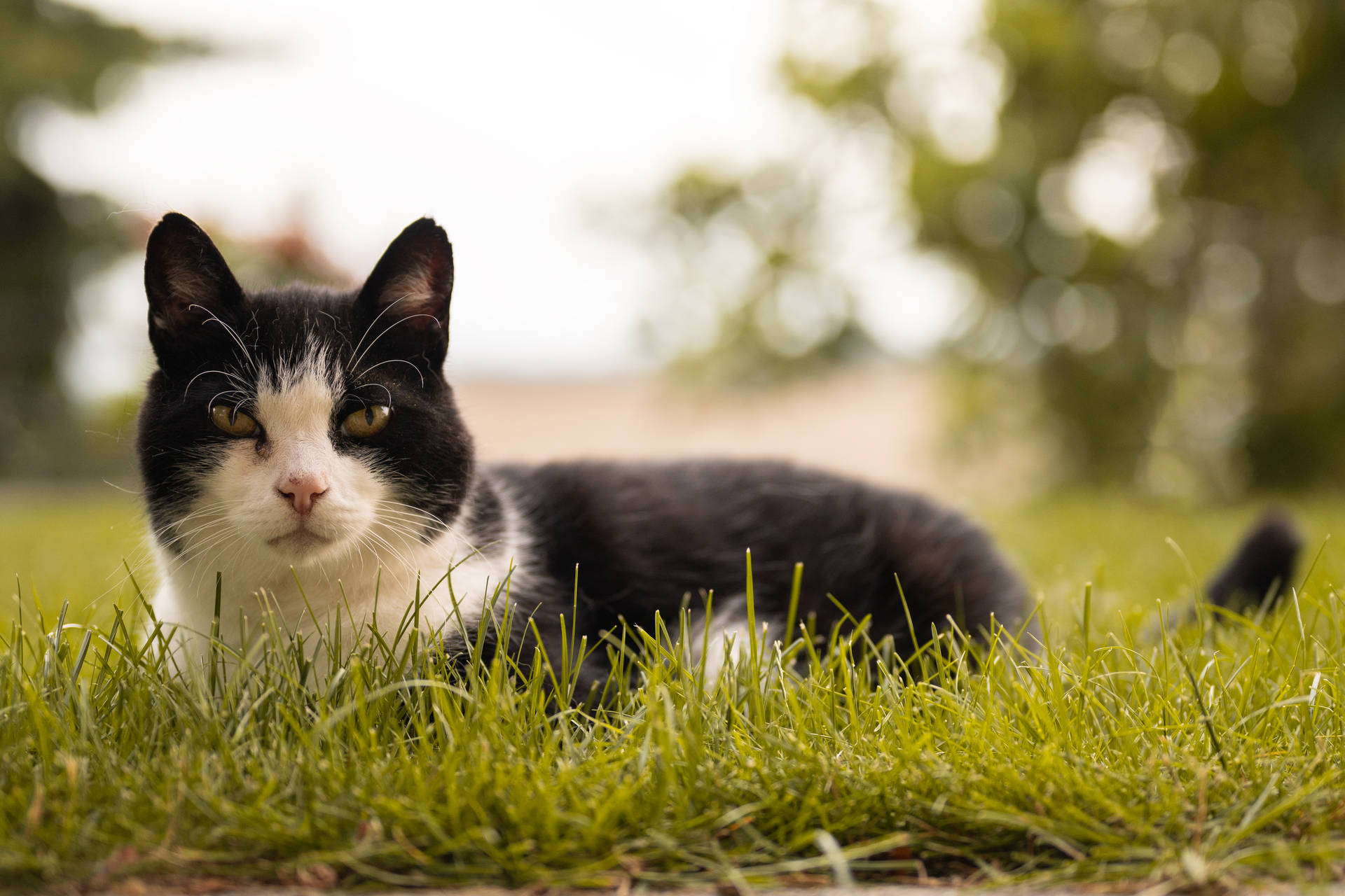 Beautiful Cute Cat On Grass Background