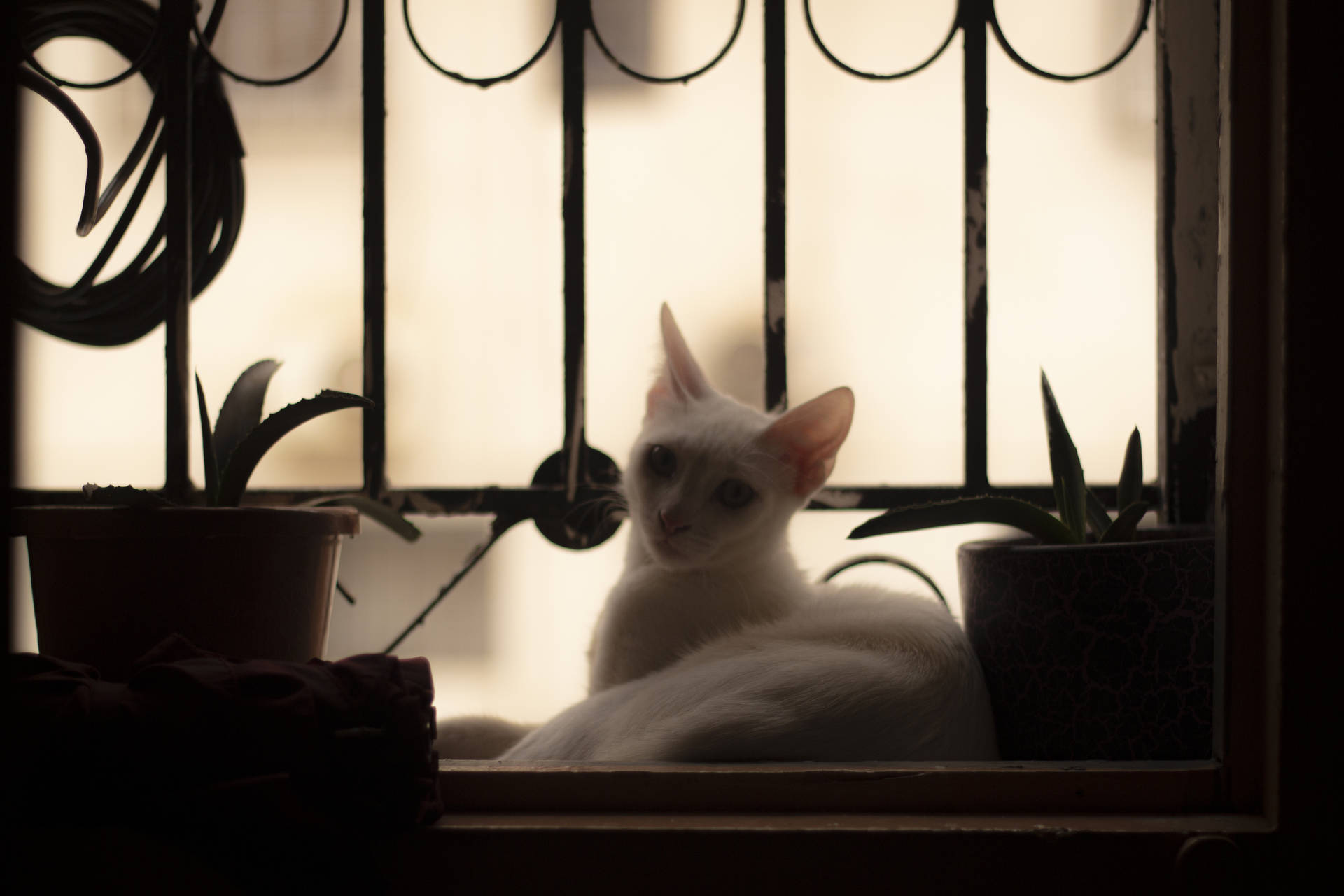 Beautiful Cute Cat On Window Background