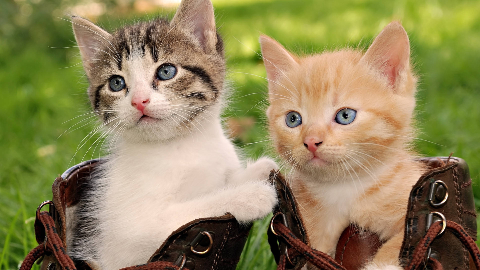 Beautiful Cute Kittens Background