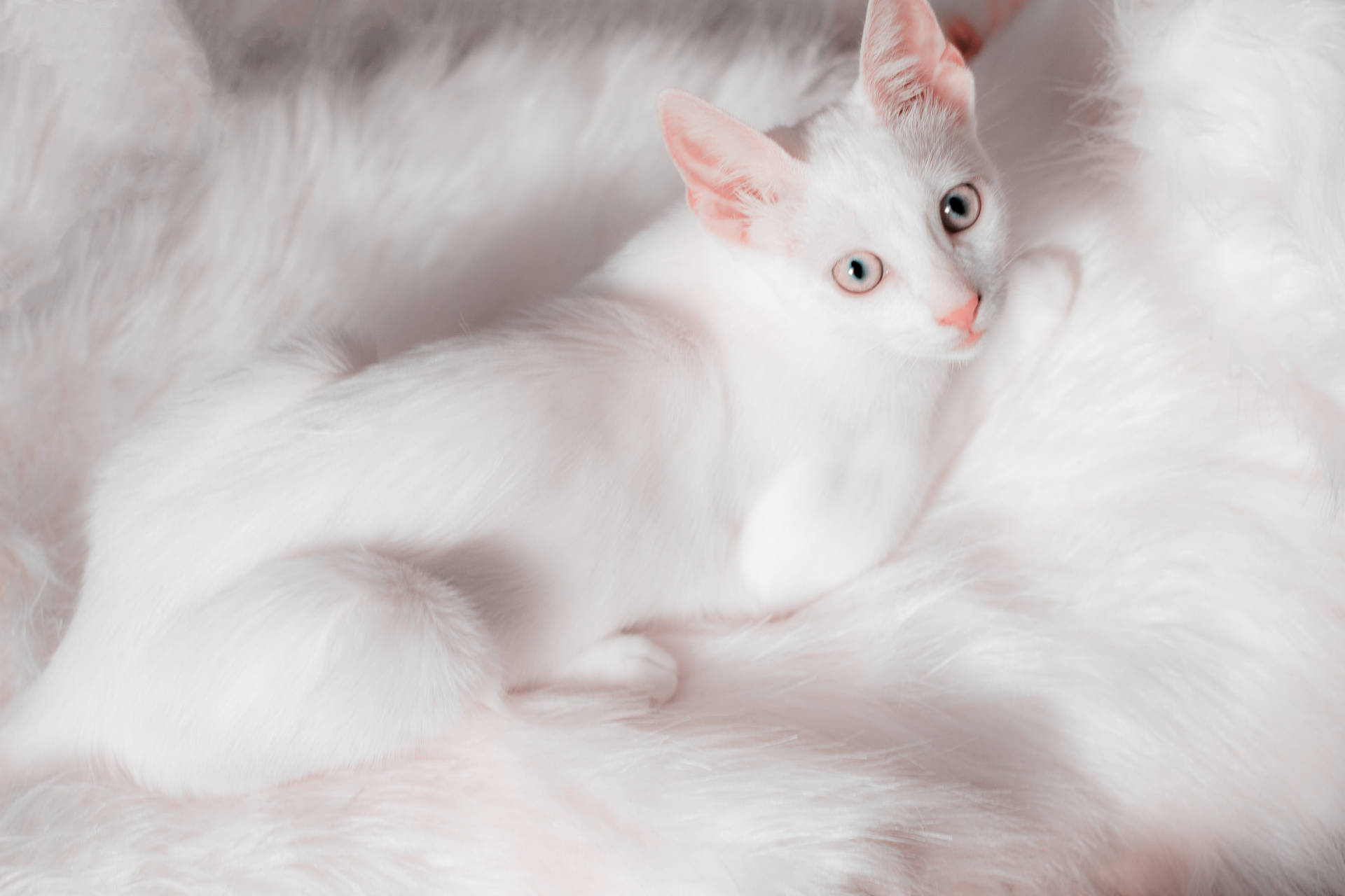 Beautiful Cute White Cat Background