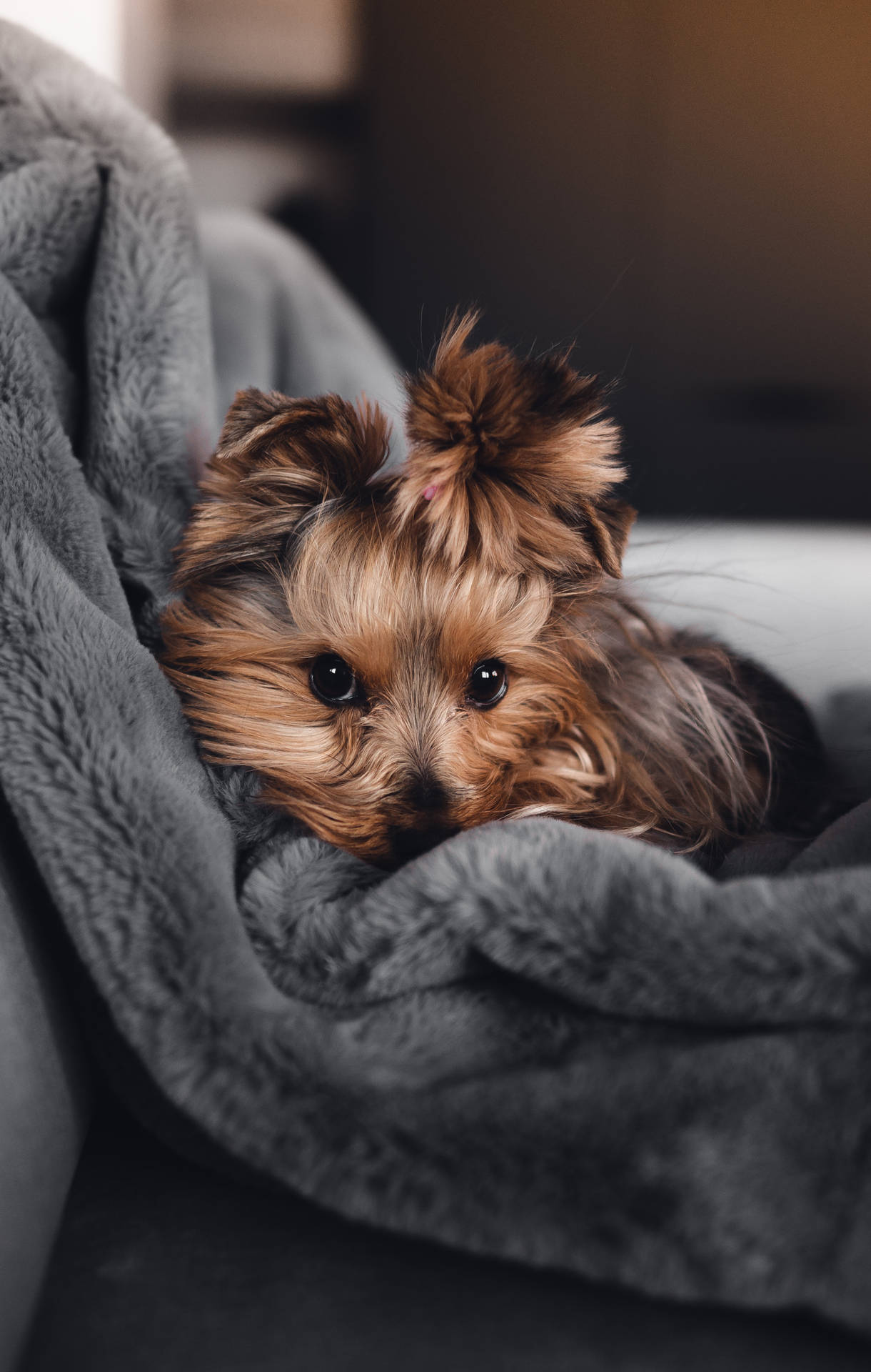 Beautiful Cute Yorkshire Terrier Puppy Background