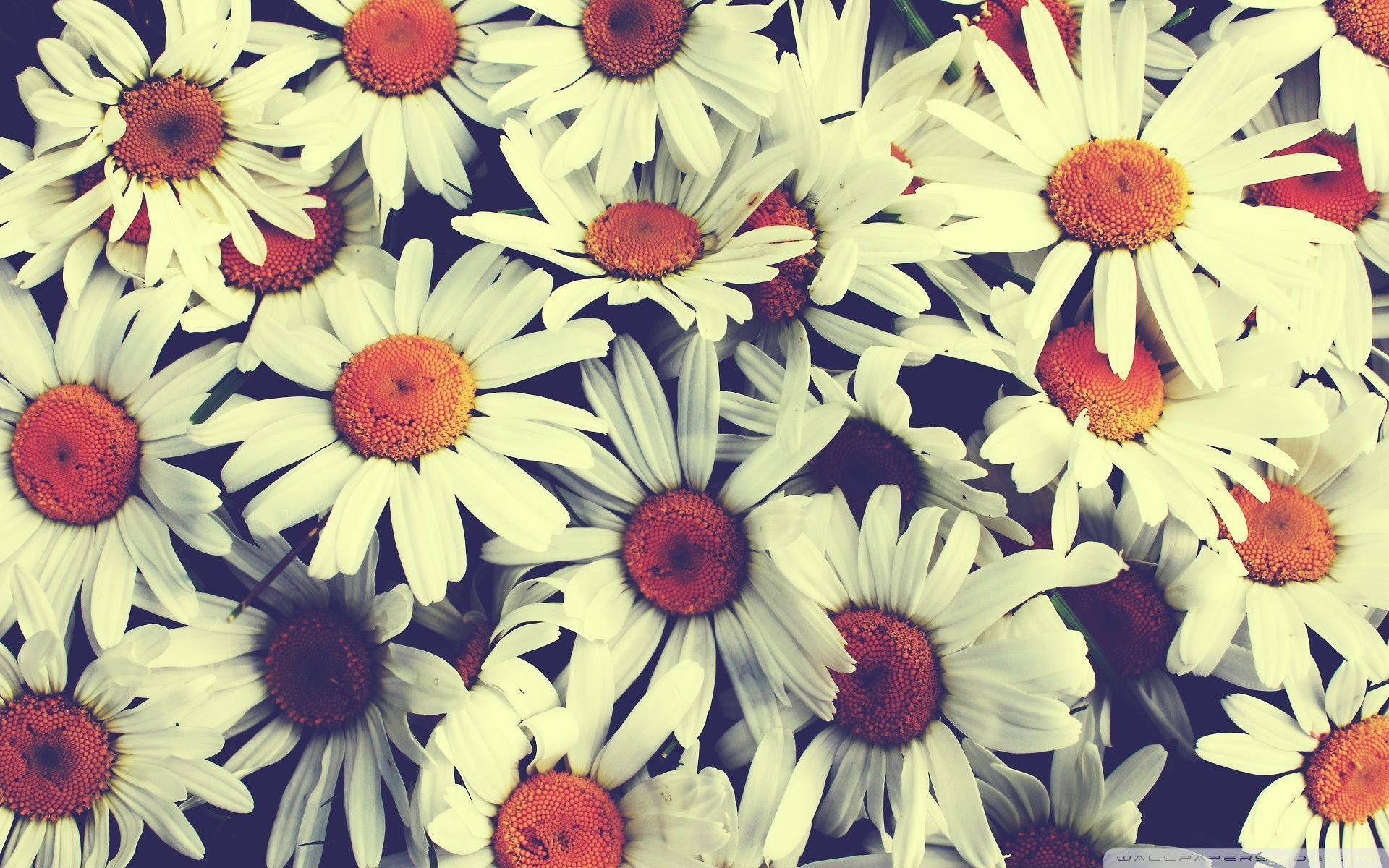 Beautiful Daisies On Floral Desktop