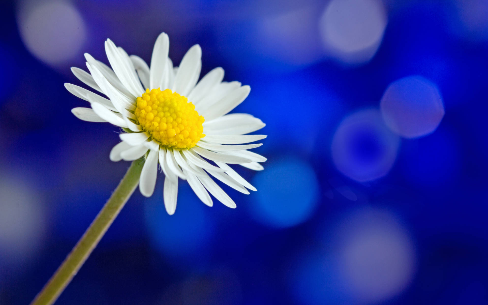 Beautiful Daisy Flowers Background