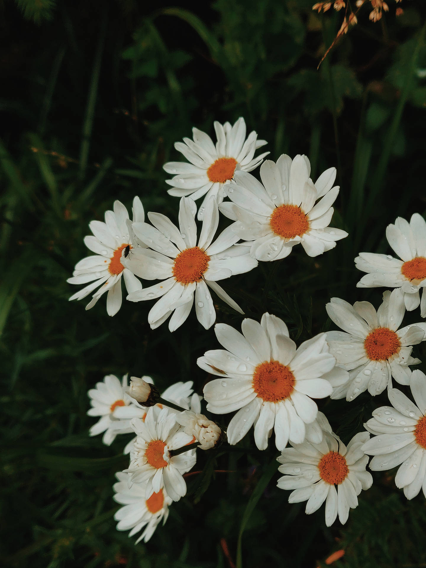 Beautiful Daisy White Flowers