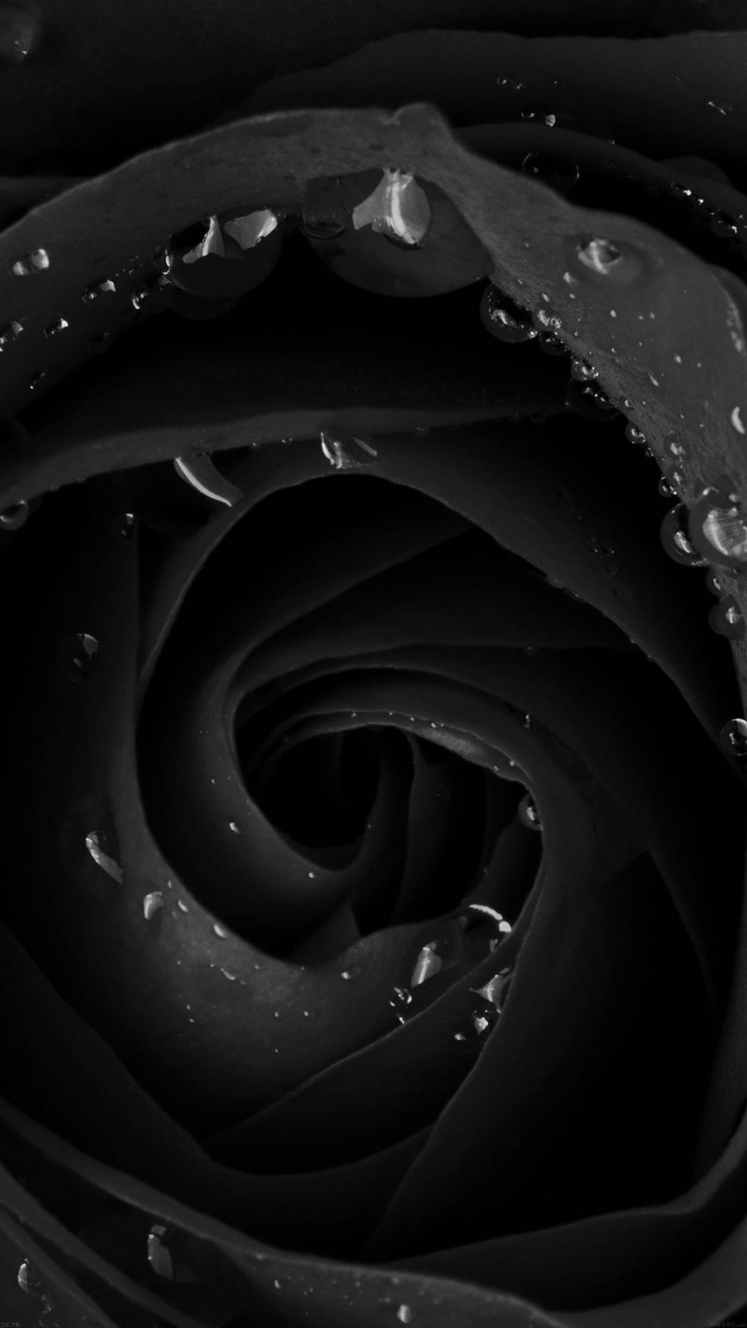 Beautiful Dark Closeup Rose Photo