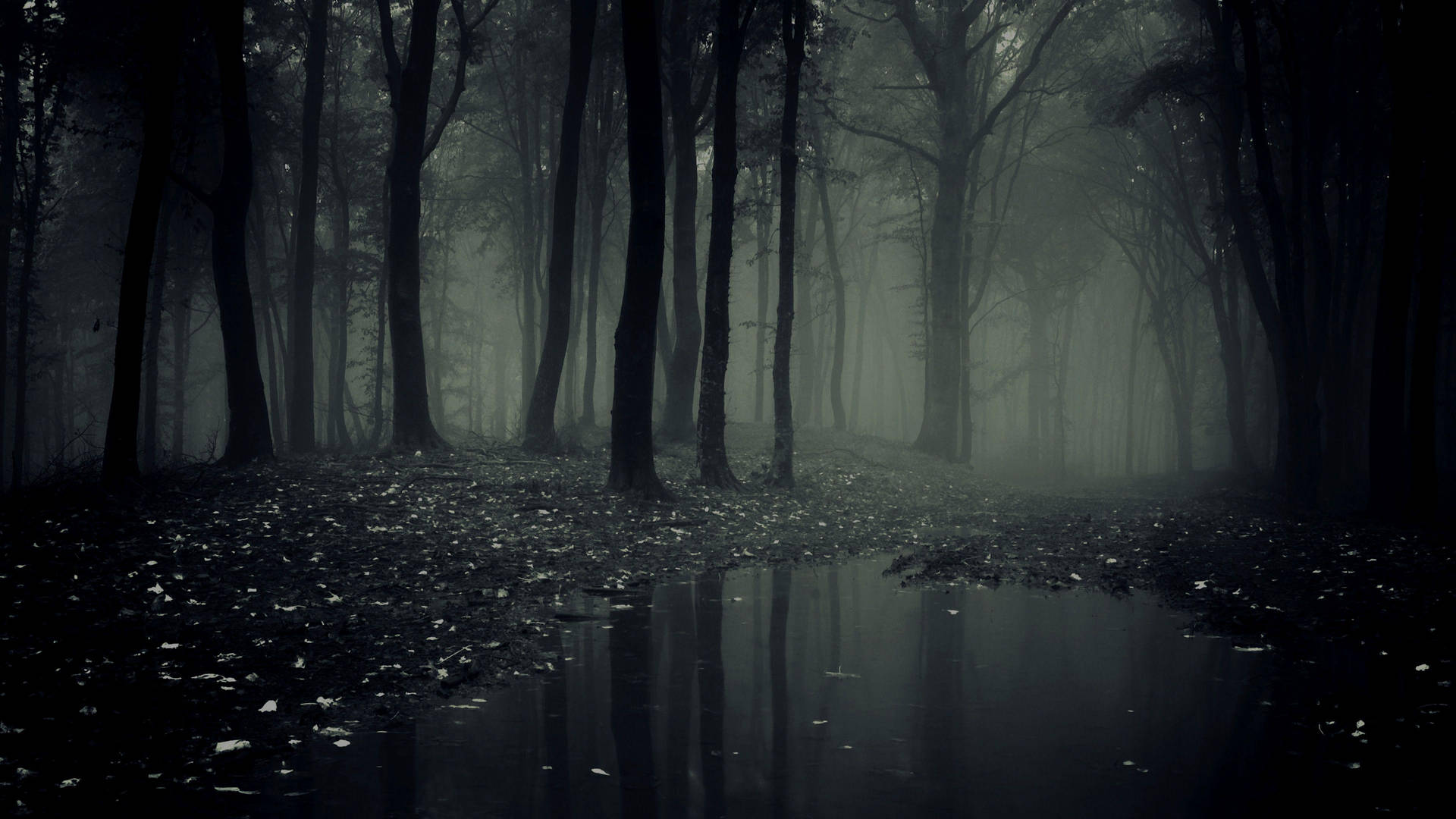 Beautiful Dark Forest With Puddle