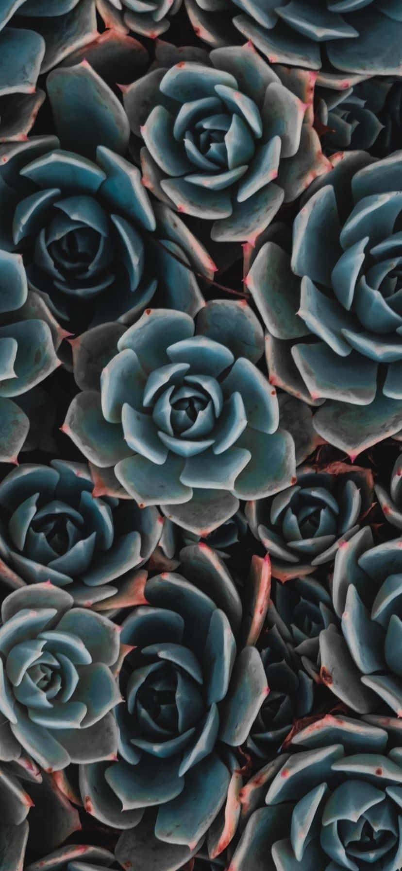 Beautiful Dark Green Succulent Iphone Background