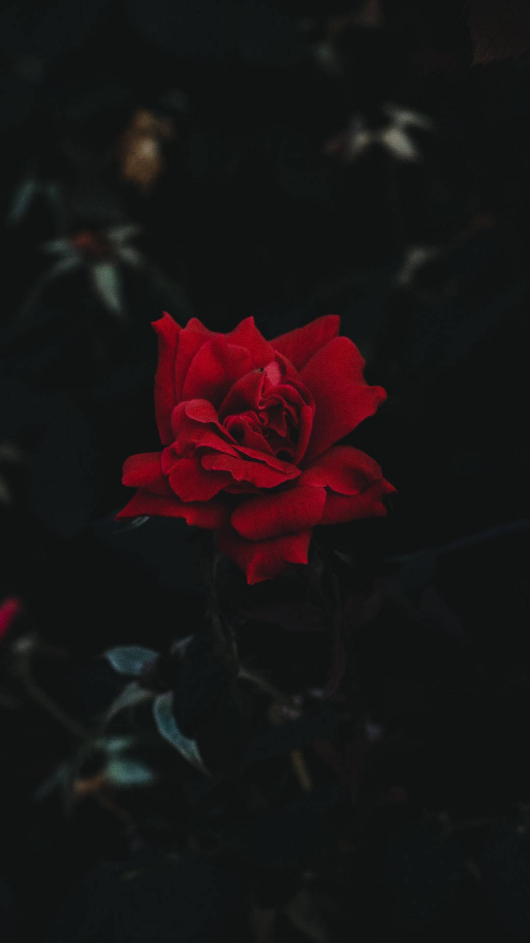 Beautiful Dark Red Floral Background